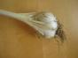 Elefantenknoblauch