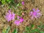 Wiesenflockenblume