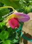Erbsen Bajka u. Golden Sweet