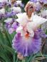 Iris Limerence, Blyth + Zugabe