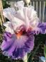 Iris Limerence, Blyth + Zugabe