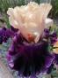 Iris Jamica me Crazy, Blyth + Zugabe