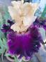 Iris Jamica me Crazy, Blyth + Zugabe