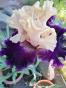Iris Jamica me Crazy, Blyth + Zugabe