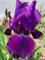 2x Iris, Schwertlilie mittelhoch, 2 Rhizome