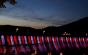 SUCHE bew. Steckling der "Veilchenblau" Ramblerrose
