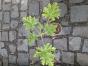 Zitronen Pelargonie Jungpflanze 