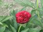 Pfingstrose purpurrot