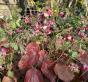 Elfenblume rot/wei&szlig;e Bl&uuml;ten 
