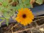 Ringelblume, orange