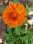 Ringelblume, orange