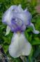 Iris "Ma Mie"