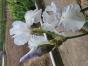 Iris "English Cottage"