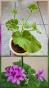 Kapuzenpelargonie Jungpflanze