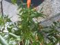MINI-Granatapfelbaum