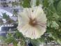Stockrose gelb mit roten Streifen 
