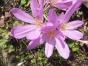 Herbstzeitlose "Lilac Wonder"