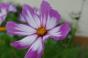 Cosmea - Mix