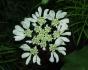 Orlaya grandifolia