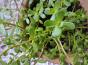 Brahmi  Pflanzen