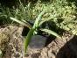Aloe