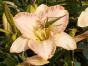 Taglilie At first Blush