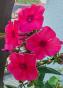 Phlox adessa orange Abstich + Aster  Staude