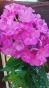 Phlox famous coral Abstich + Aster weis