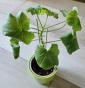 Pelargonie Sutarve Nada Rosebud 