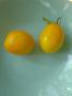 Tomate  de Berao gelb extrem resistent gelb gro&szlig; oval