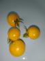 Balkoni yellow Tomate Freiland Zwergtomate gelb 