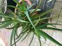 Aloe Vera Pflanze, "Die Heilende "