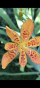 Leopardenblume 