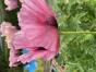 Staudenmohn "Petty`s Plum `