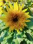 Sonnenblume