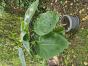 Tamarillo Samen