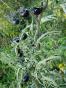 Tomatensamen 5x10