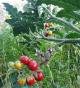 Litschi-Tomate