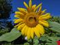 Mammut-Sonnenblume