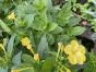 Wunderblume Mirabilis jalapa gelb