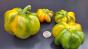 Paprika "Rotund Žuta&ldquo;