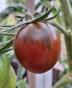 Tomate "Paul Robson"