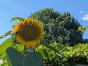 Mammut Sonnenblume