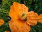 Islandmohn orange
