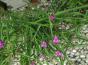 Garten-Dreimasterblume