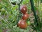Tomate Black Cherry