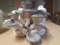 Rose von Jericho -Auferstehungspflanze-