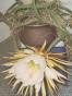 Rhipsalis Jungpflanze