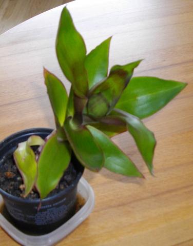alocasia variegata kaufen Variegated Alocasia Sedenii Aurea