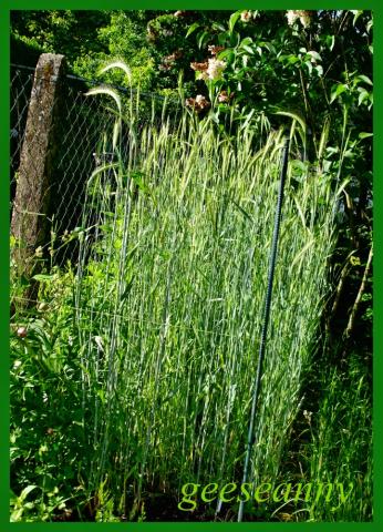 Waldstaudenroggen - frische Samen kannst du hier ganz einfach tauschen.  Tauschgarten.de  Deine Tauschbrse im Internet seit 2005.